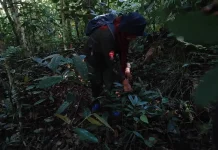 Hutan dan Pengetahuan Masyarakat Adat sebagai Arsip Hidup